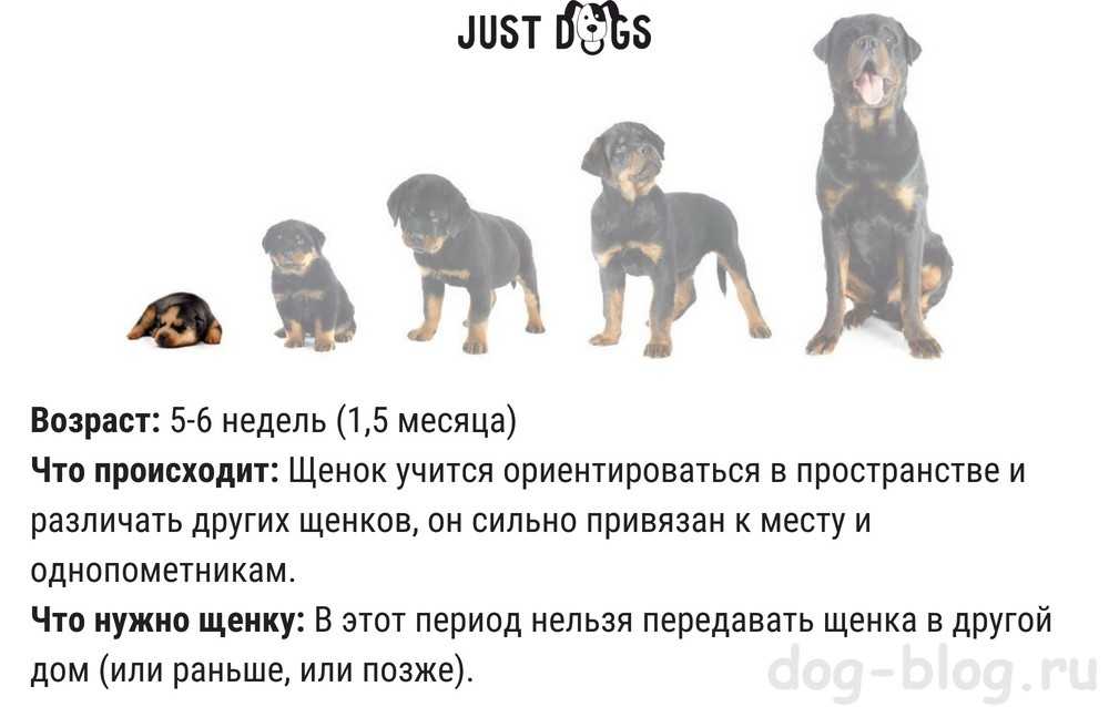 Признаки травм глаза у собак : 6 разновидностей - kupipet.ru
