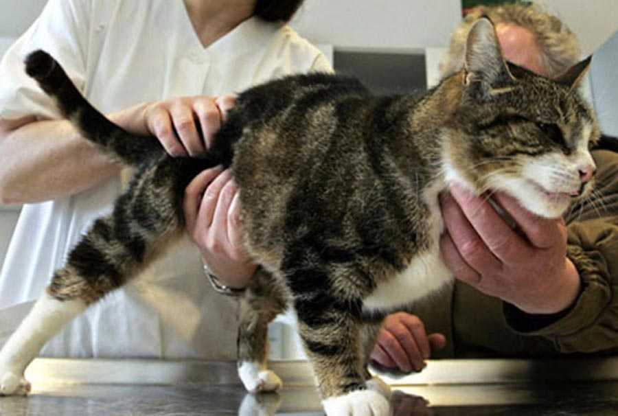 Подробный список болезней кошек с лечением