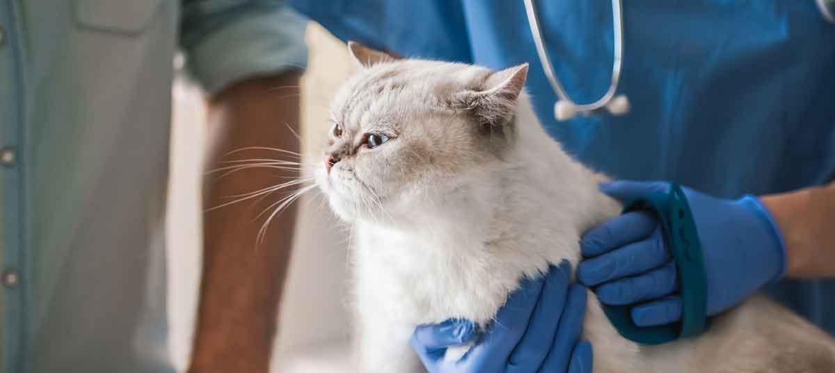Сердечная недостаточность и другие болезни сердца у кошек | hill's pet