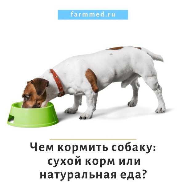 ᐉ как набрать вес собаке на сухом корме? - zoo-mamontenok.ru