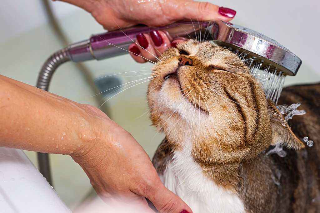 Можно ли мыть кошку обычным шампунем для людей?