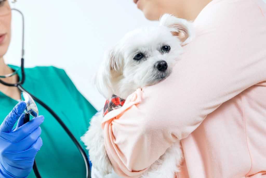 Дегенеративная миелопатия у собак: причины, диагностика и уход