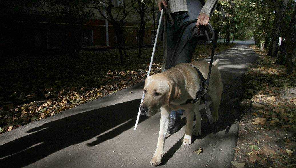 Собака-поводырь для слепых: породы и их качества, топ 10 самых популярных