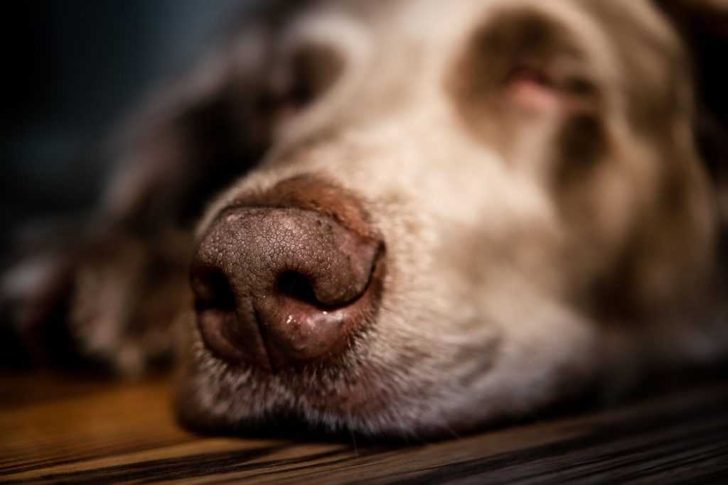 Сухой или теплый нос у собаки – повод для волнения?