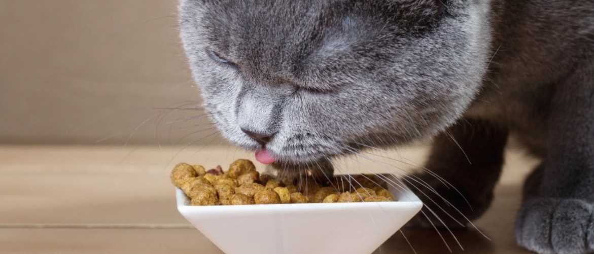 Кошка постоянно просит есть - причины, что делать