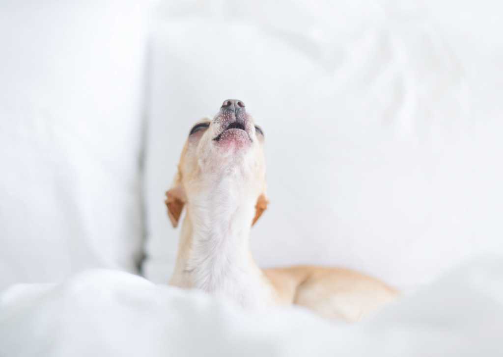 Без лишнего шума – как отучить собаку лаять на всех подряд?