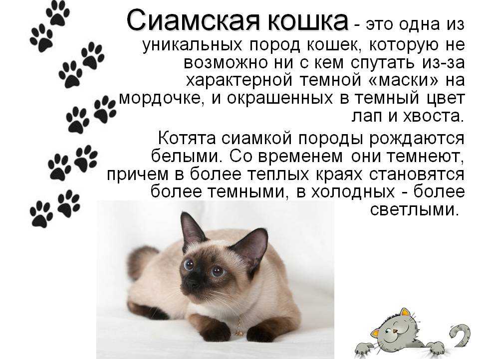 Сиамская кошка: описание породы, характер, фото сиамской кошки