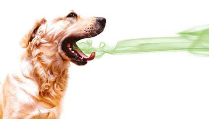Как избавиться от запаха из пасти собаки домашними средствами