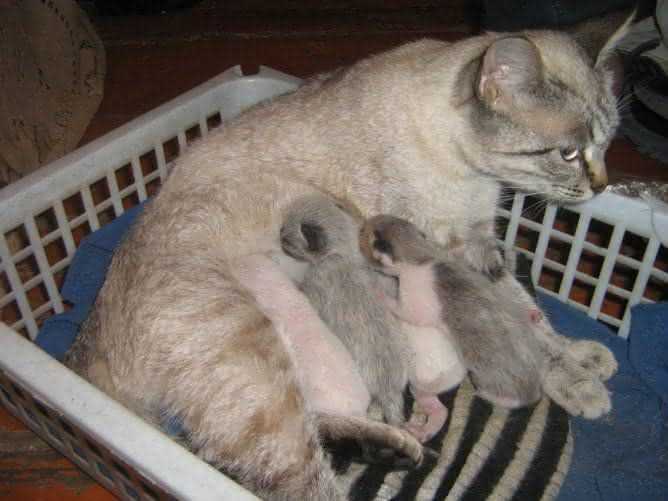 Как помочь кошке при родах в домашних условиях