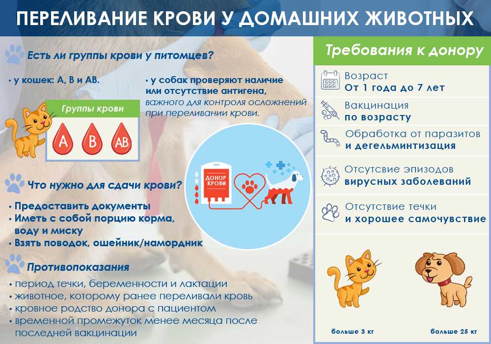 Критерии донора. Переливание крови у животных. Группы крови у кошек. Группы крови у собак. Переливание крови у кошек.