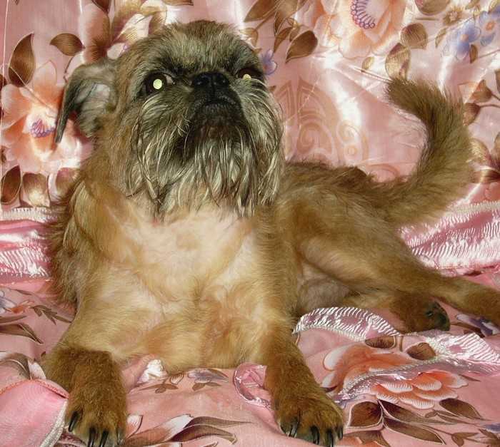 Собака бельгийский гриффон: фото породы, уход, характеристики