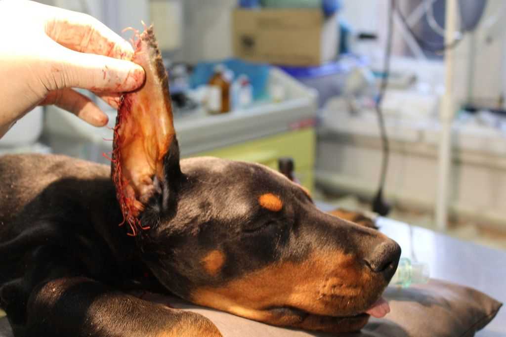 Купирование ушей у собак: особенности процедуры, операция и уход