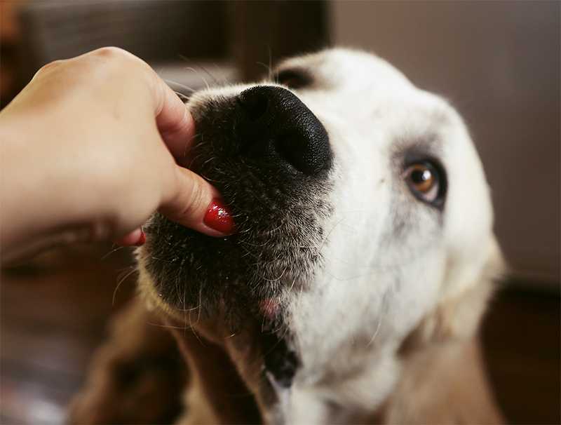 Анемия у собак – проверено ветеринаром