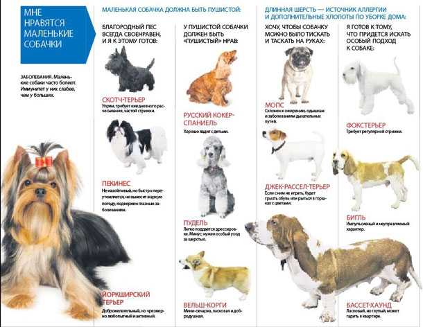 Карликовый пинчер собака. описание, особенности, виды, уход и цена породы | живность.ру