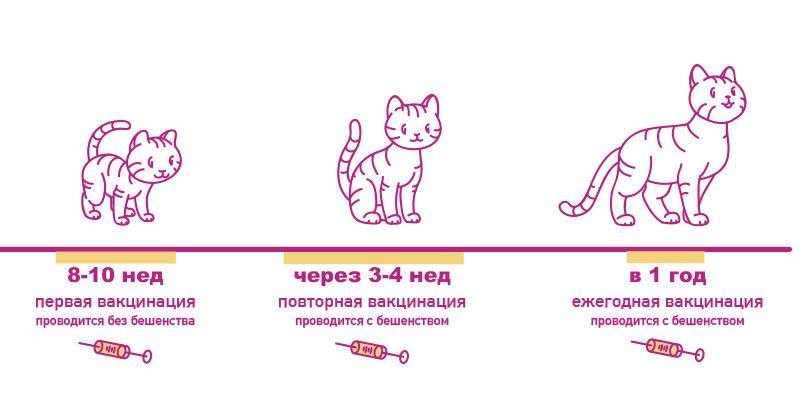 Прививки кошкам, график вакцинации котят и взрослых кошек