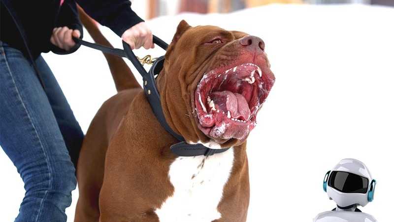 Топ-35 самых добрых пород собак в мире ? с описаниями, фото, видео и ценами | petguru