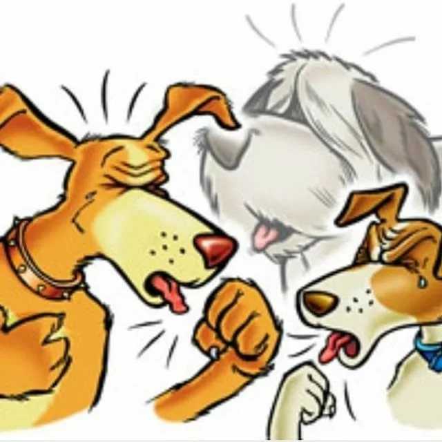 Коронавирусный энтерит у собак -  лечение, признаки и симптомы. профилактика короновируса у собак  в москве. ветеринарная клиника "зоостатус"