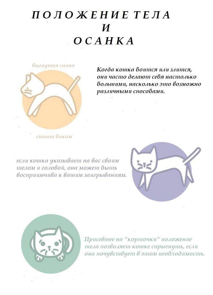 5 причин странного поведения кошки