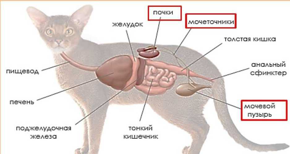 Внешнее строение кошки кратко. Внутренние органы кошки. Схема пути пищи в организме животных. Пищеварительный тракт кошки. Внутренние органы кошки схема расположения.
