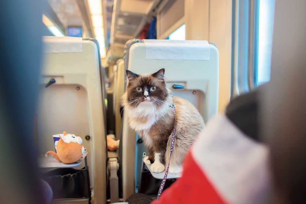 Особенности перевозки животных в поездах ржд в 2020 году — правила для кошек и котов (скачать законы)