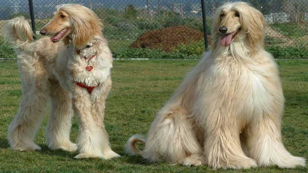 Афганская борзая: фото и описание породы собак
афганская борзая: фото и описание породы собак