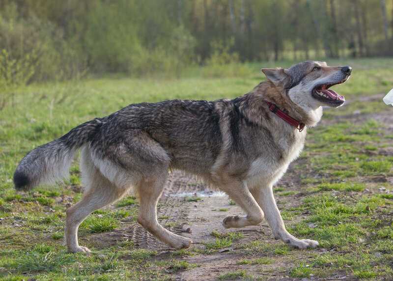 Чехословацкая волчья собака. описание и отзывы о породе