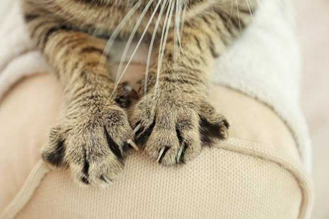 Как понимать кошку и общаться с ней: словарь-переводчик кошачьих звуков и жестов хвоста