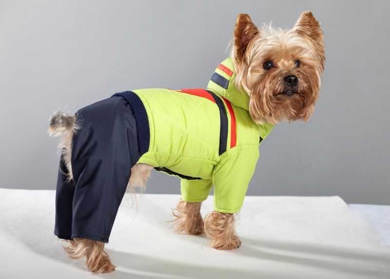 Нужна ли вашей собаке одежда? | для новичков | povodok.by - журнал о собаках