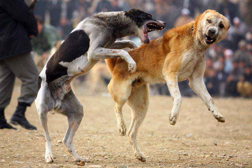 Десять видов агрессии у собак