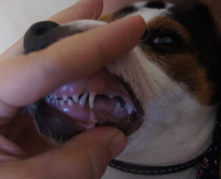 Читать книгу стоматология собак в. в. фролова : онлайн чтение - страница 19
