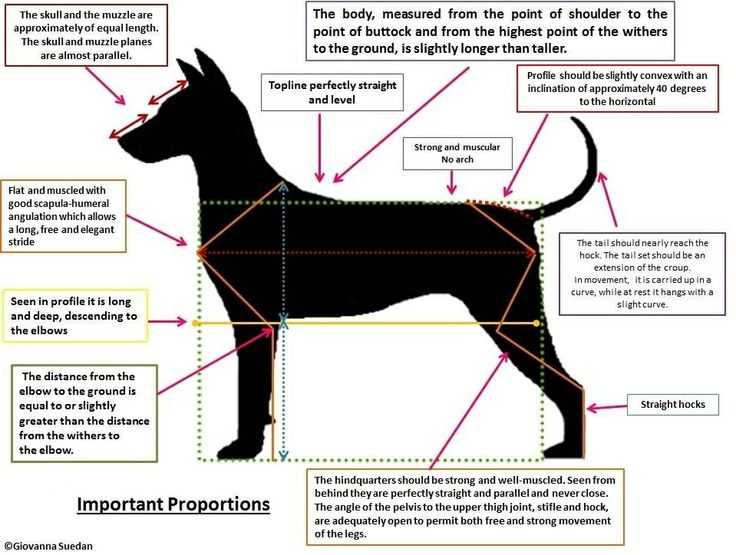 Как измеряется рост собаки в холке. где находится холка у собак: измеряем рост питомца правильно. где у собаки холка