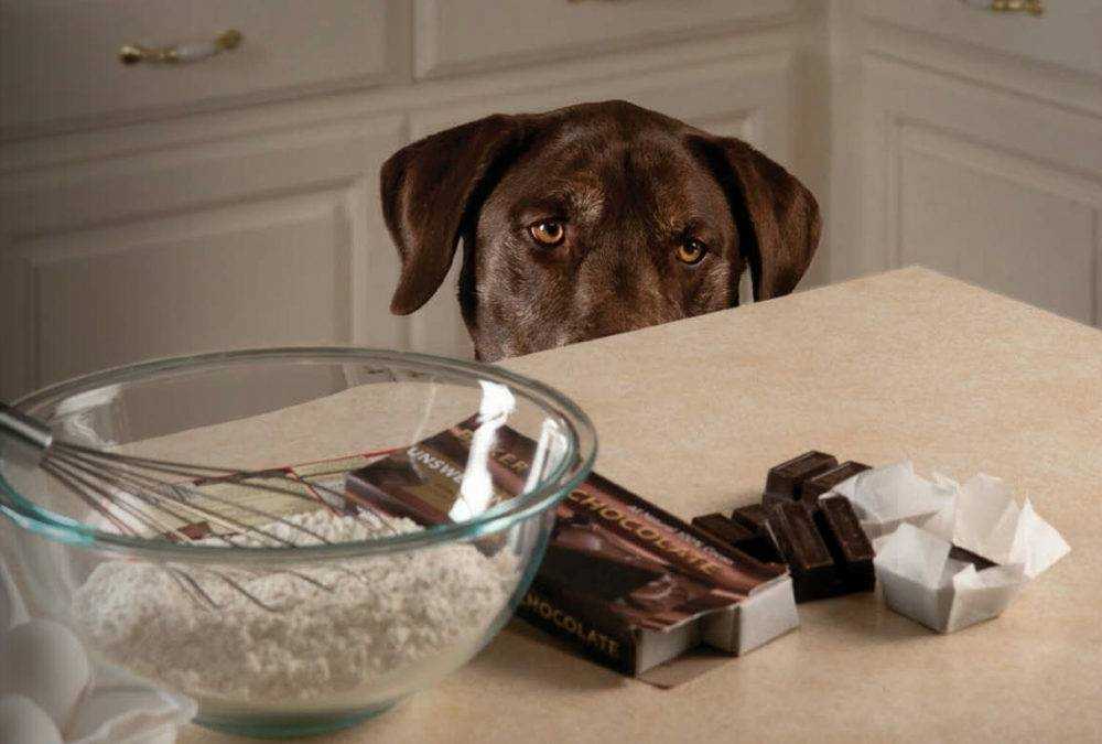 Почему собака прячет еду: основные причины, как отучить