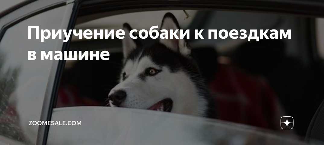 Как отучить собаку гоняться за машинами и велосипедами - крымская газета