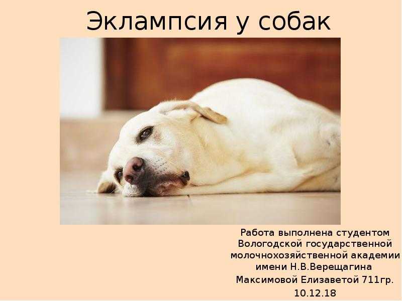 Профилактика послеродовой эклампсии у собак - кошки и собаки
