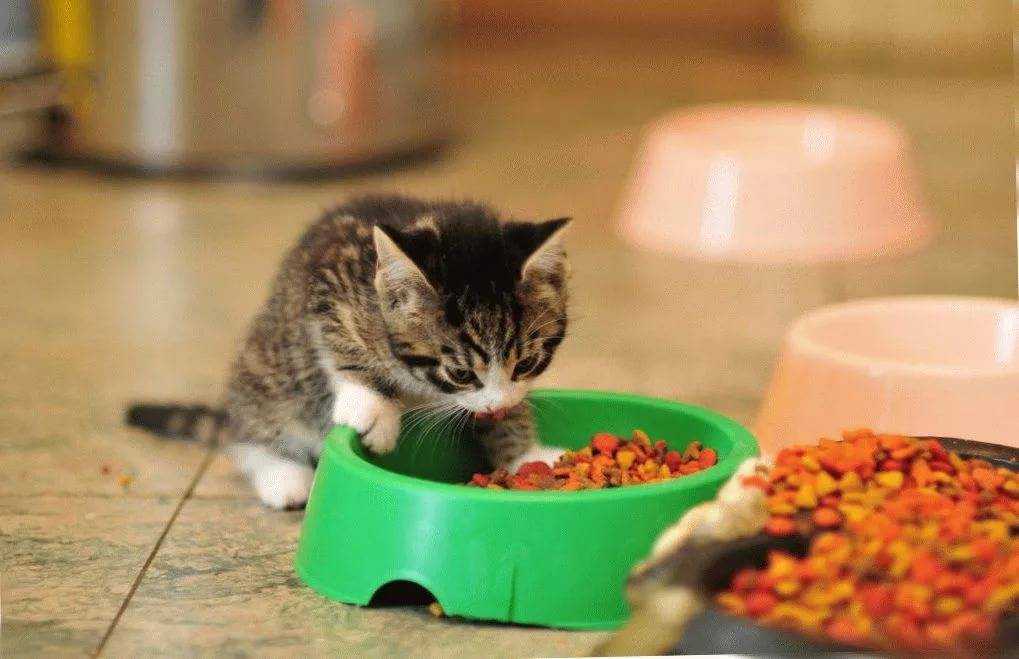 Как научить маленького котенка кушать самостоятельно
