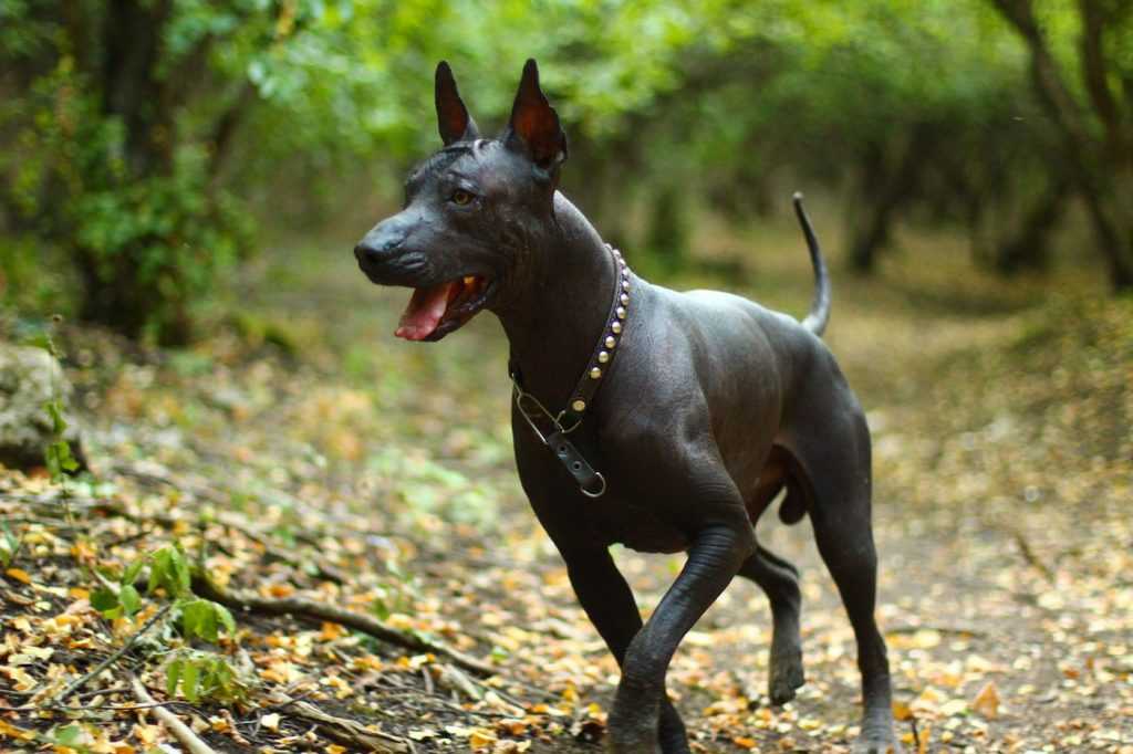 Ксолоитцкуинтли: описание, особенности и советы по содержанию собаки (110 фото)