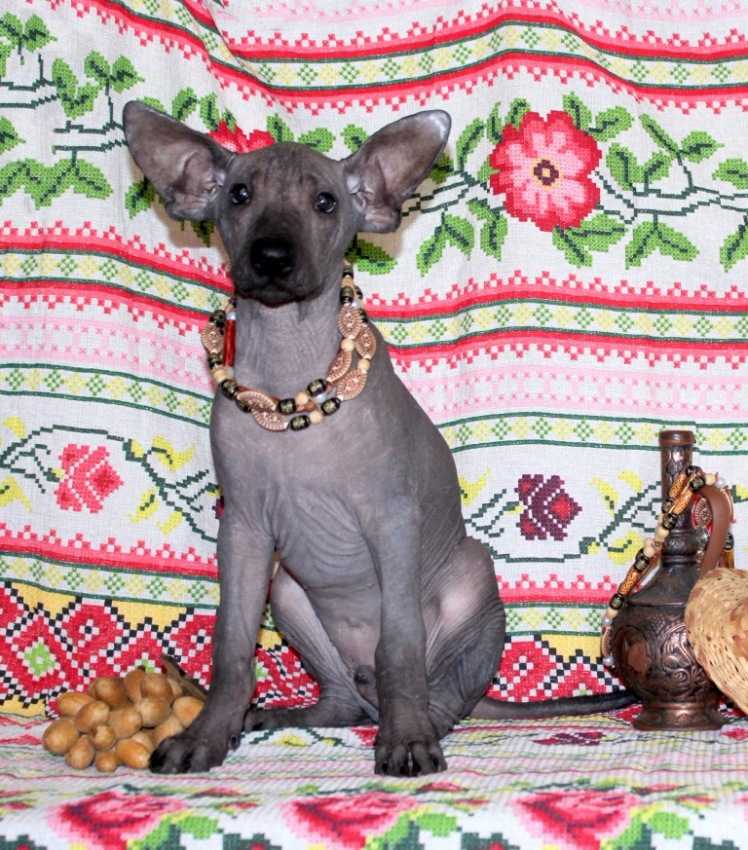 Ксолоитцкуинтли, мексиканская голая собака, шолоитцкуинтли