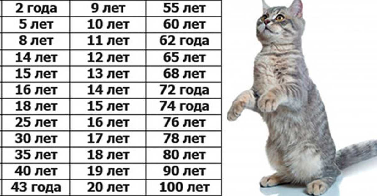 Как определить возраст кошки в человеческих годах?