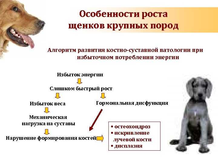 Почему нельзя бить собаку по носу - gafki.ru