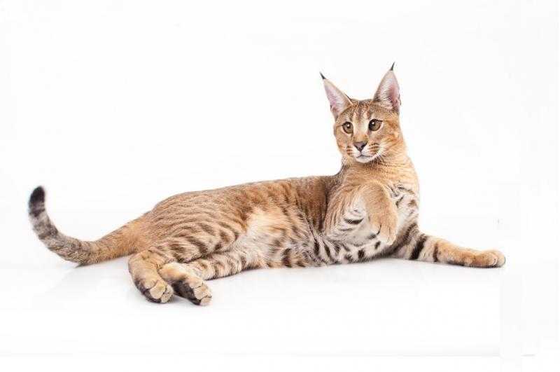 Каракал: характер кошки и цены на котят- инструкция +фото и видео