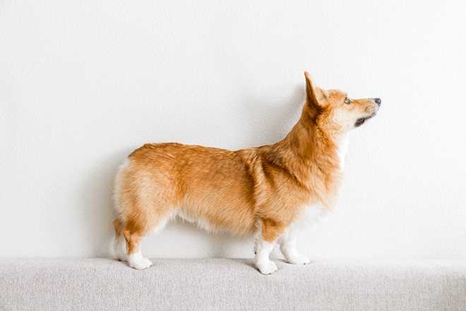Вельш-корги пемброк: фотографии собаки, характеристики и уход