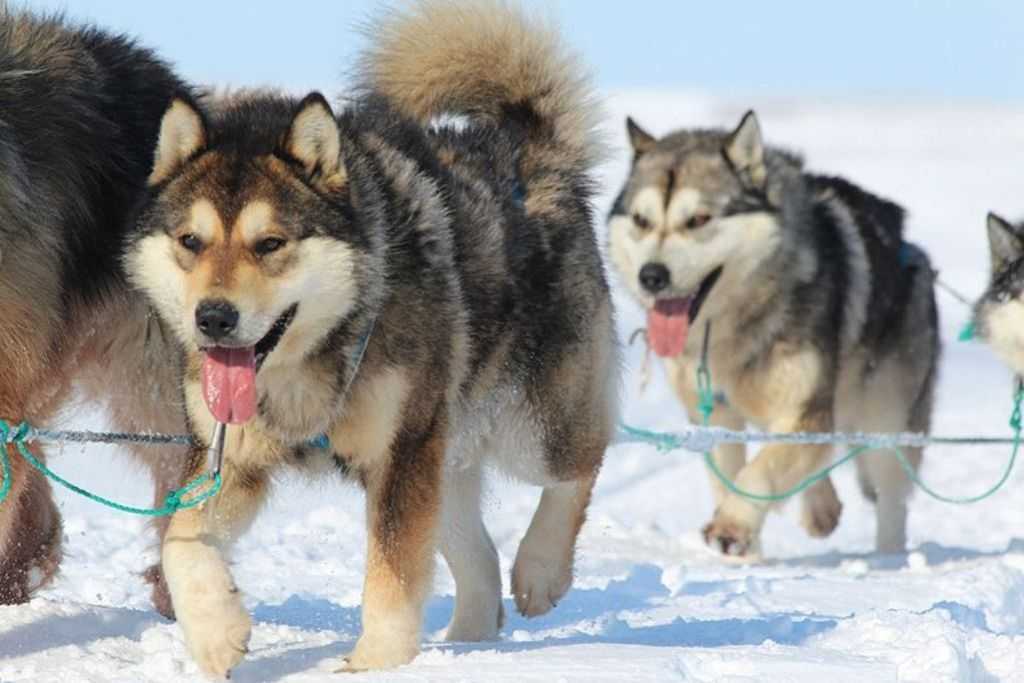 Северные породы собак — от всеми любимых до малоизвестных
