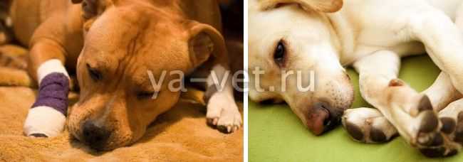 Артроз у собак - лечение артроза суставов у собак в москве. ветеринарная клиника "зоостатус"