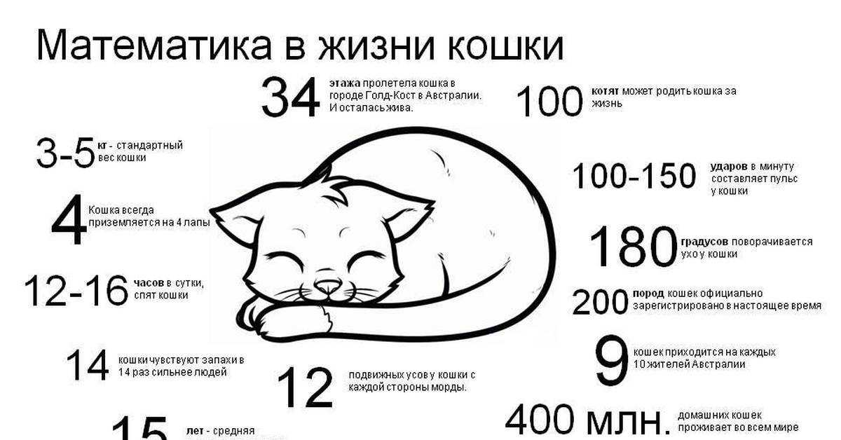 Сколько в среднем живут кошки и коты