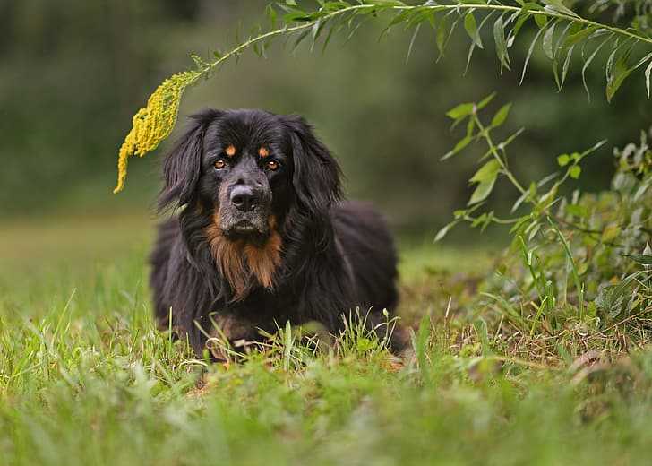 Ховаварт: порода собак из германии, фото и цена, содержание и уход