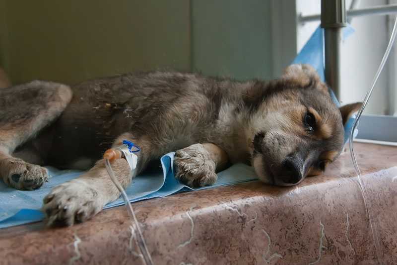 Энтероколит у собак - симптомы и лечение воспалений кишечника у собак. ветеринарная клиника "зоостатус"