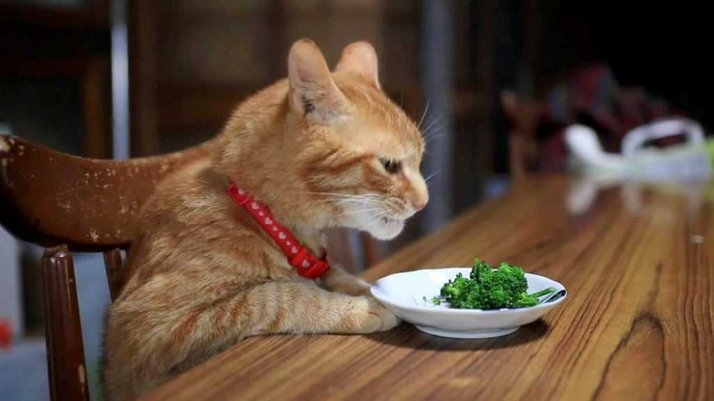 Почему кошка не ест сухой корм: что делать хозяину, как понять причину, правила подбора нового корма
