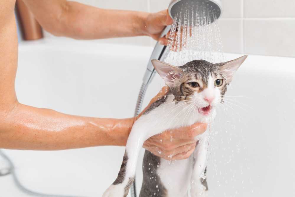 Как помыть кота без проблем, если он боится?