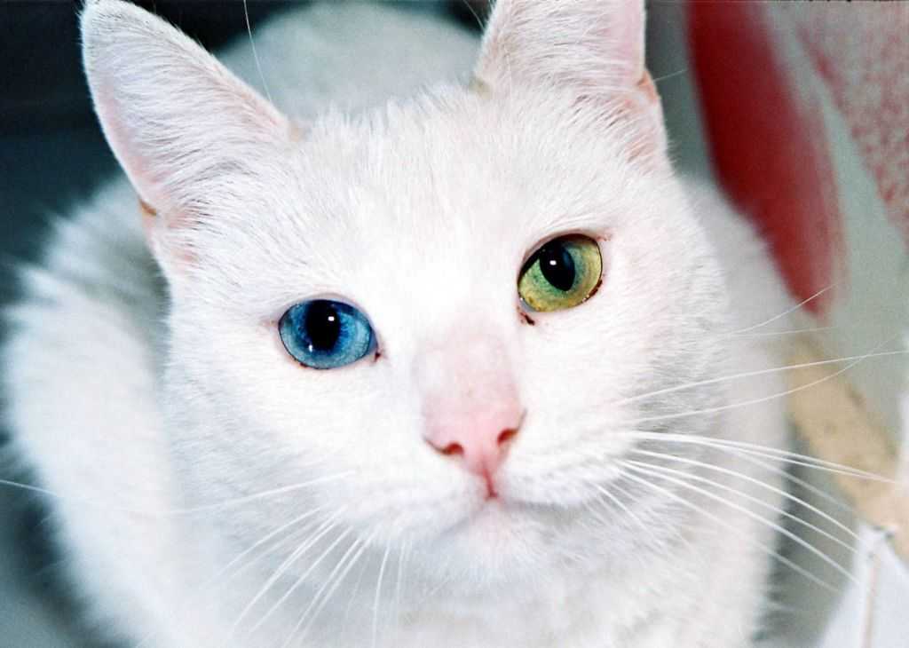 Породы белых кошек с фото и названиями: топ 20 разных вариантов