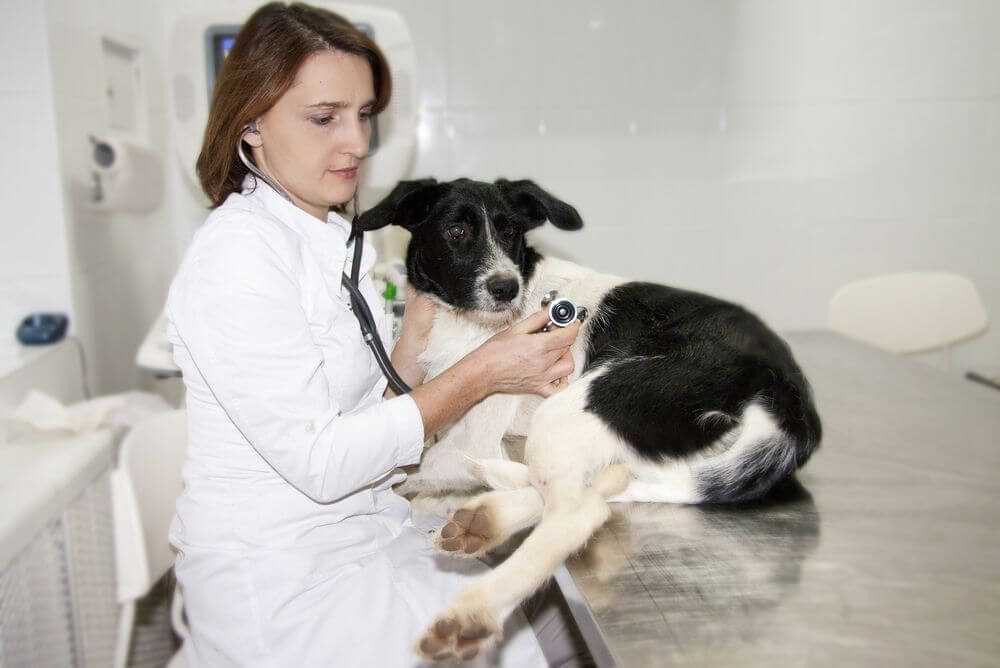 Контрацепция у животных / для профессионалов / полезное и интересное центр современной ветеринарной медицины